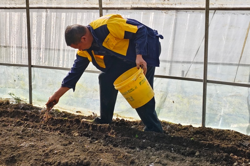 烟农正在播撒菌种