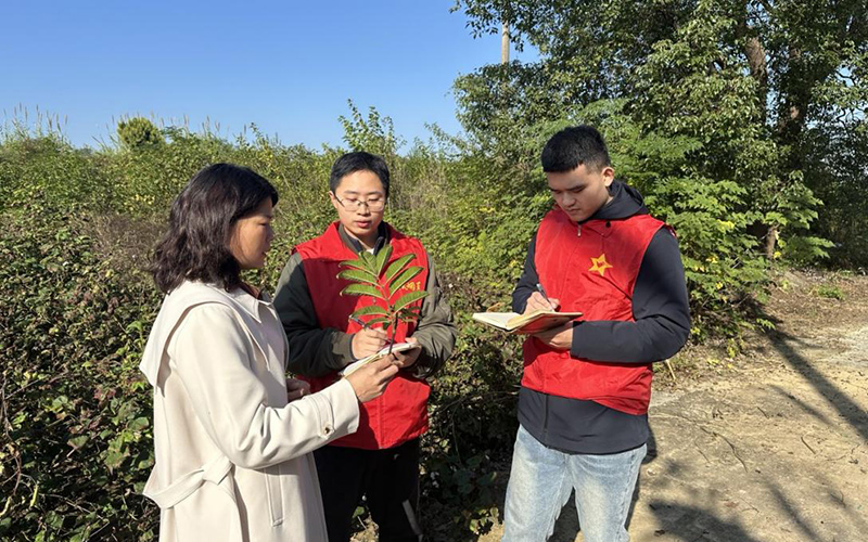 团风县局志愿者调研金鸡山村中药材生长状况。