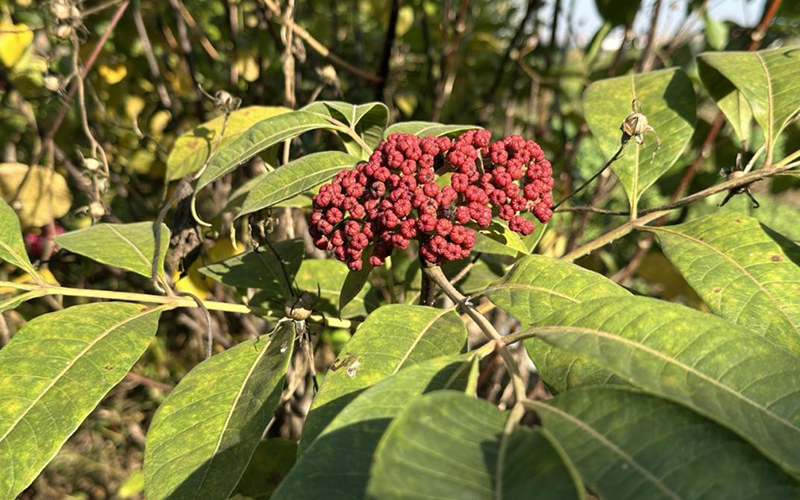 金鸡山村长势良好的中药材“吴茱萸”。