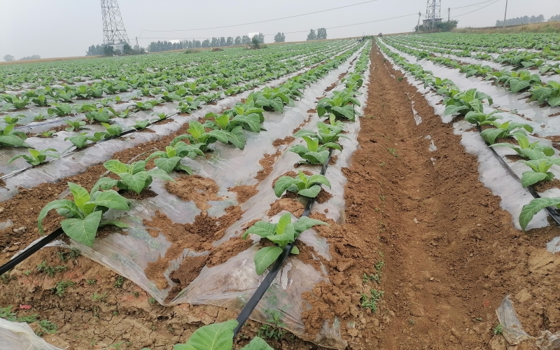 为平原烟区滴灌场景。