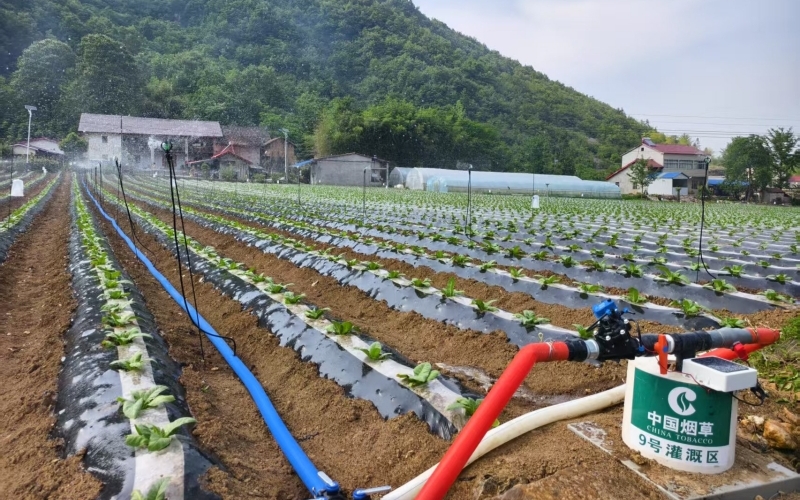 为水肥一体化滴灌场景。