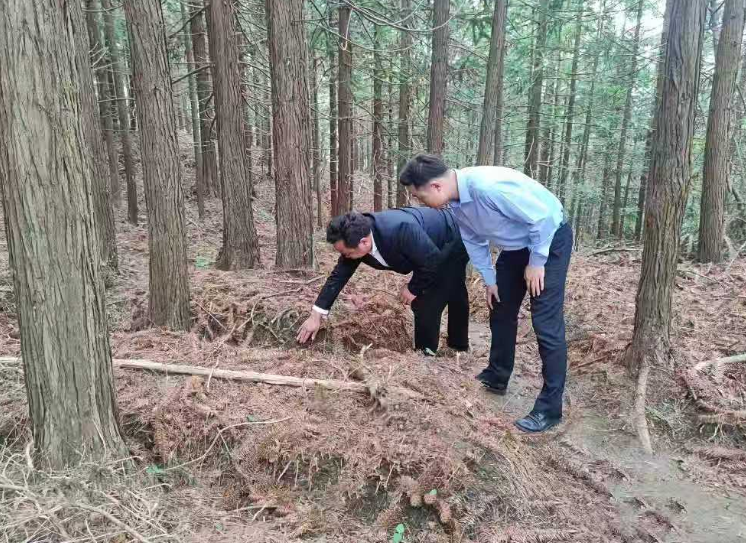 湖北银行罗田支行普惠客户经理到天麻种植地走访调查。