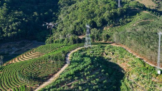 一架重载无人机吊运着电力物资穿梭在西双版纳热带雨林上空，地面上多头野生亚洲象正在漫步。（陈波 摄）