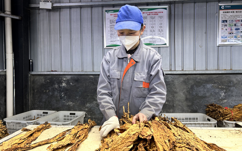 蔡丽开展烟叶分级。