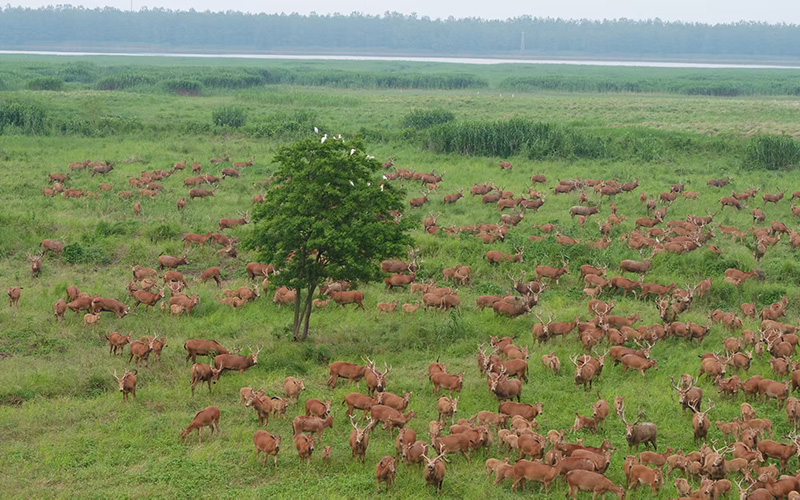 在湖北石首麋鹿国家级自然保护区，麋鹿悠然觅食。