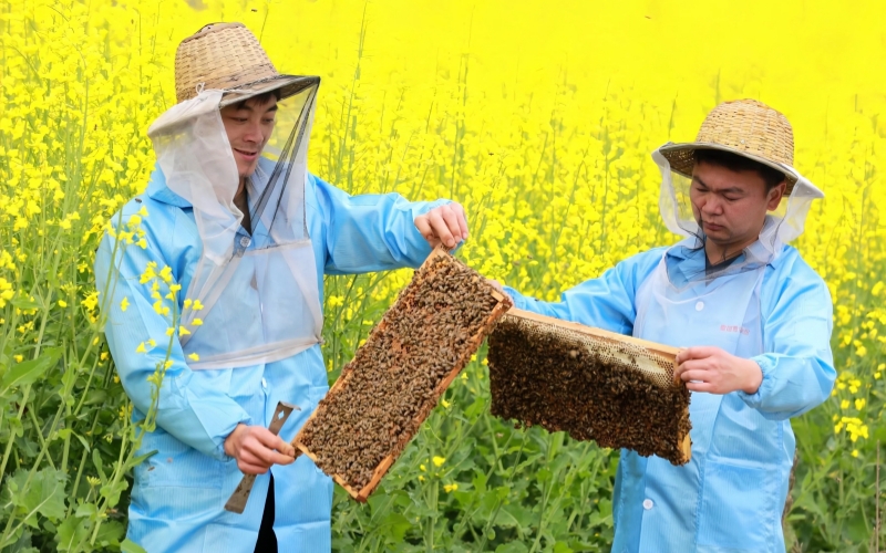 石成强（右）和合伙人查看蜂巢情况。朱本双摄