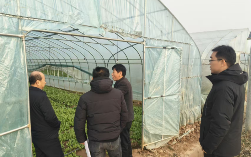 市农业农村局开展设施大棚寒潮防护督导。