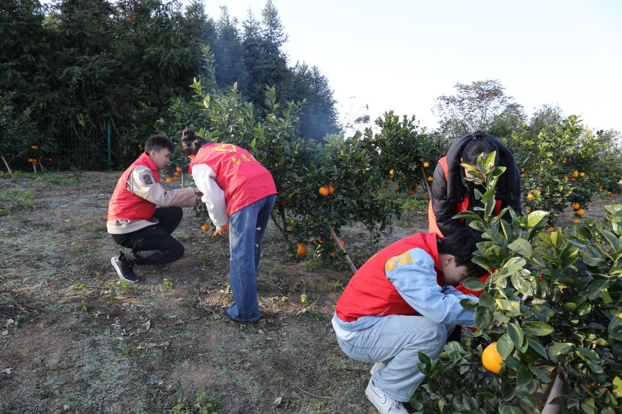 志愿者在果园内进行标准化采摘。