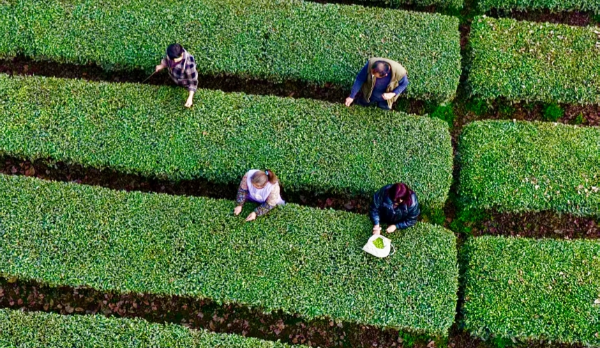 恩施市白果乡桑树坝村的千亩茶园迎来首批春茶采摘。