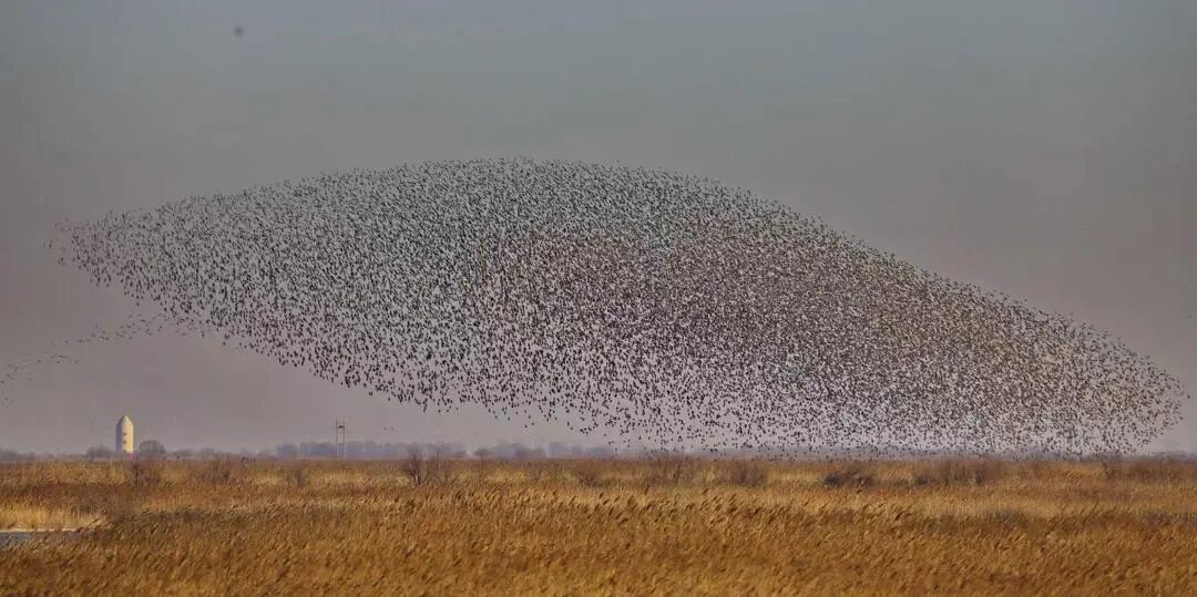 鸟浪变换出鲸鱼的形状。赵文昌摄