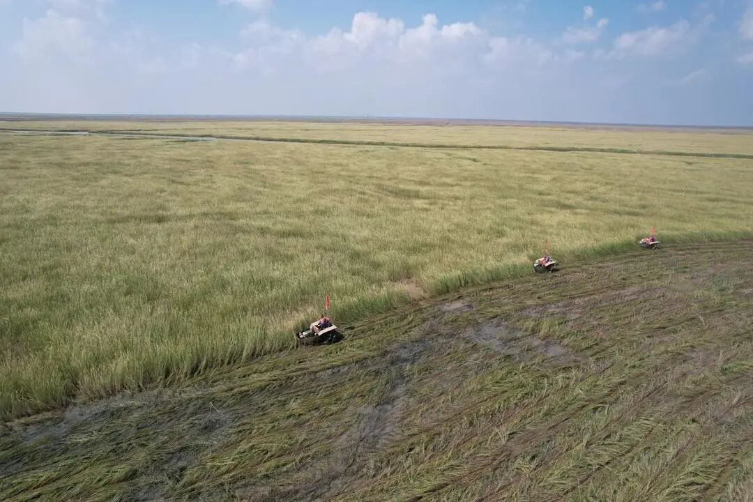 机耕船在旋耕互花米草。保护区供图