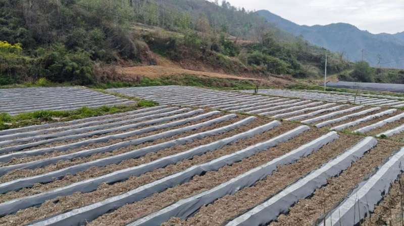 已覆膜的烟垄。朱文静摄